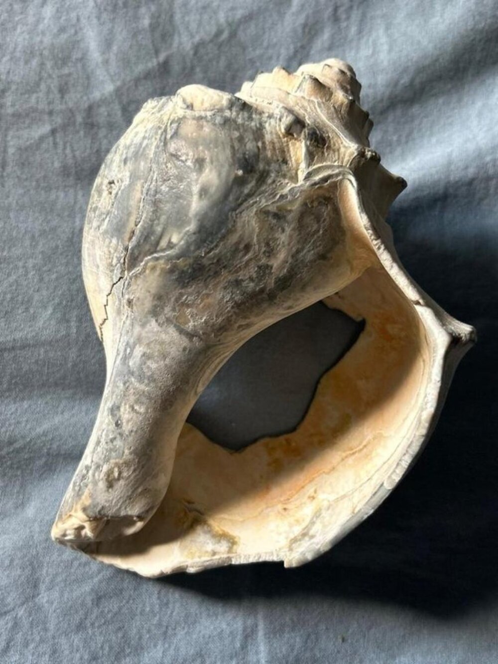 Conch shell with a unique texture and color